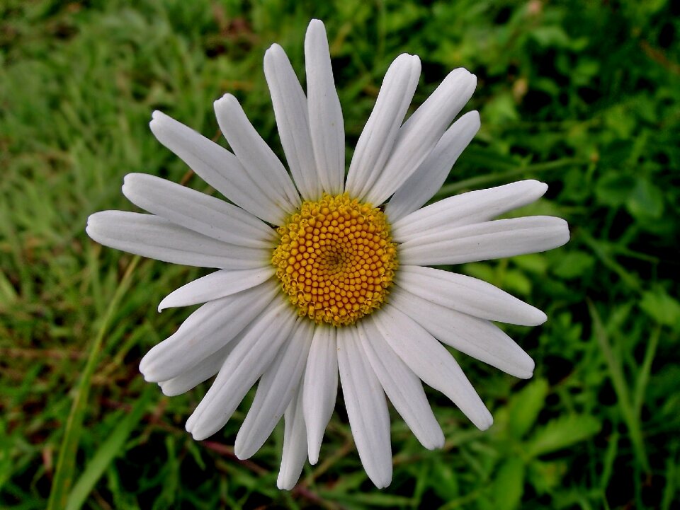 Lawn flower daisy