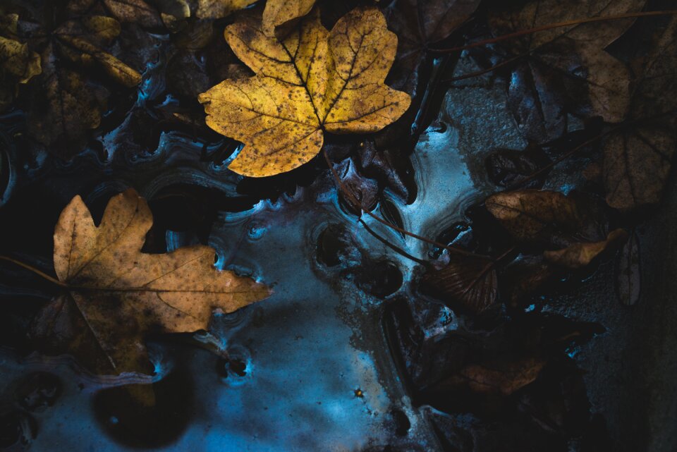 Leaf fall dark