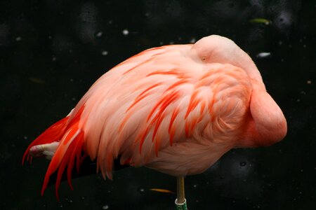 Flamingo black sleep black sleeping