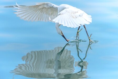 Animal wildlife beak