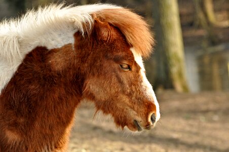 Shetlander animal mammal
