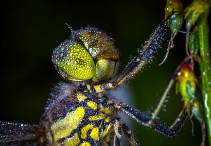 Animals bespozvonochnoe dragonfly