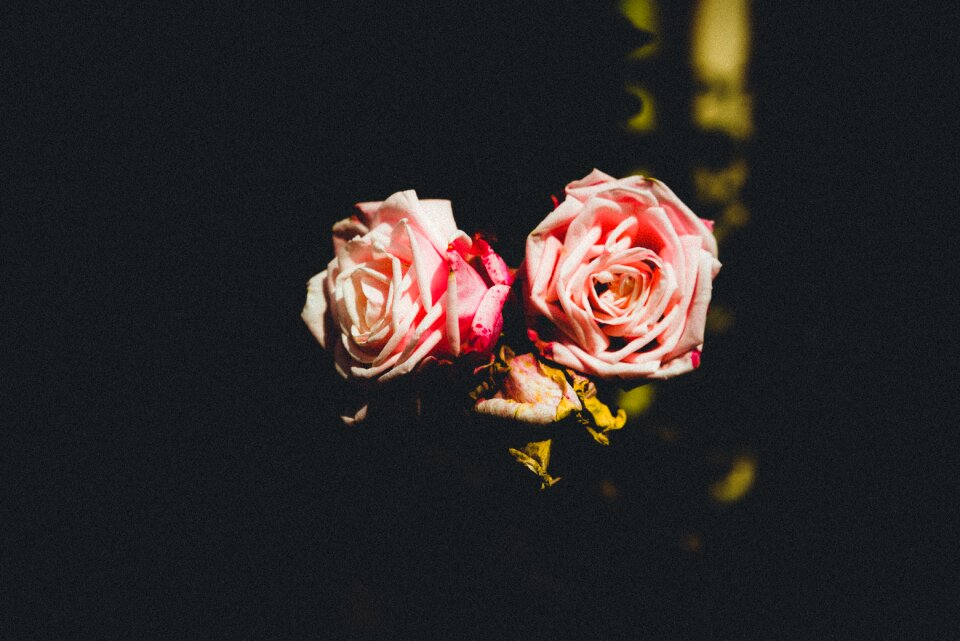 Rose flower blue rose