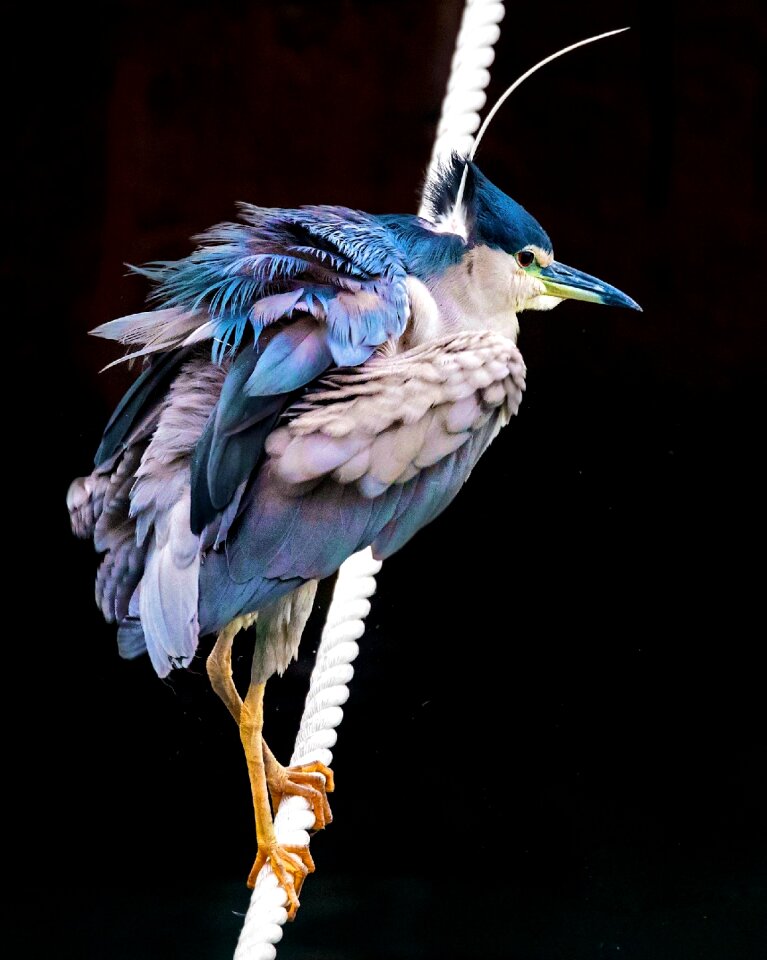 Blue nature wildlife
