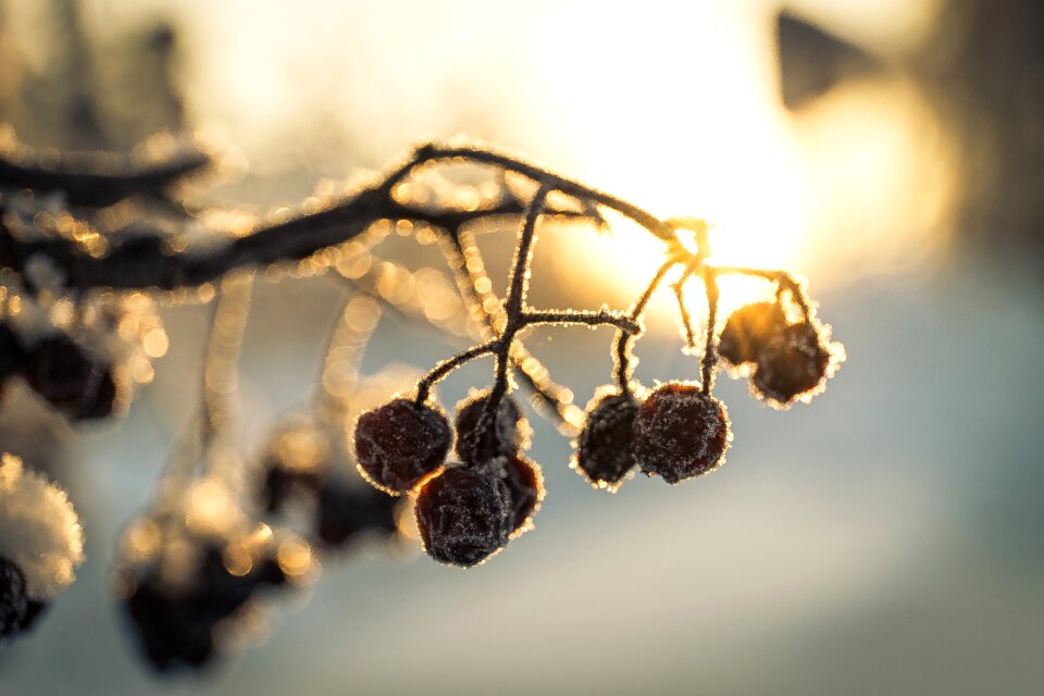 Berries winter snow