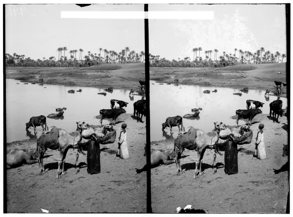 Egyptian characters, etc. Cattle at a watering place, Memphis LOC matpc.01620
