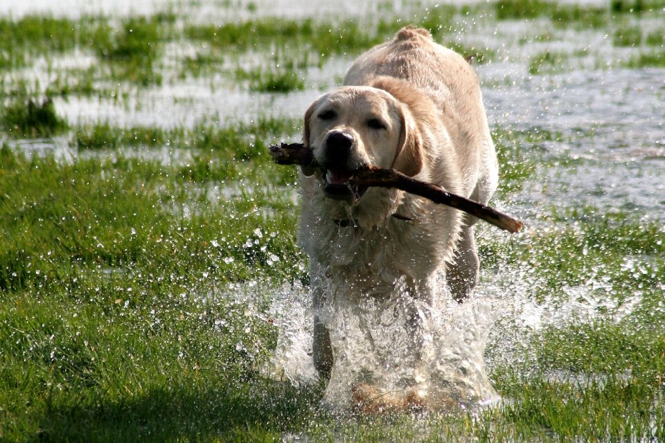 Labrador playing animal