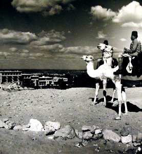 Egyptian desert camel patrol by overlook near Mena House, Cairo, Egypt, 1943 (23773205014)
