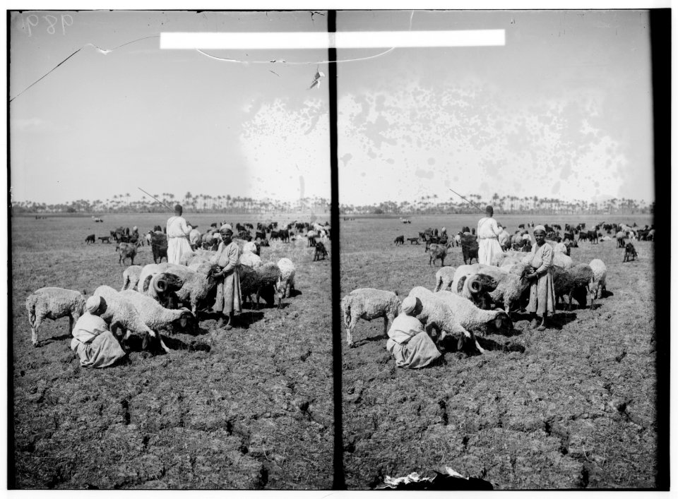 Egyptian characters, etc. Flocks in the fields of Memphis LOC matpc.01619
