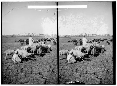 Egyptian characters, etc. Flocks in the fields of Memphis LOC matpc.01619