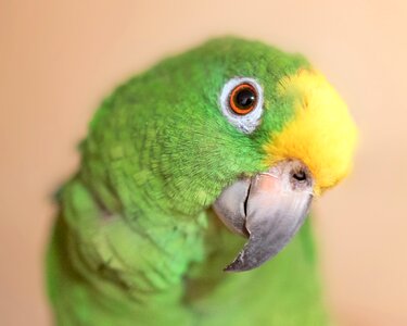 Parrot bird yellow-crowned