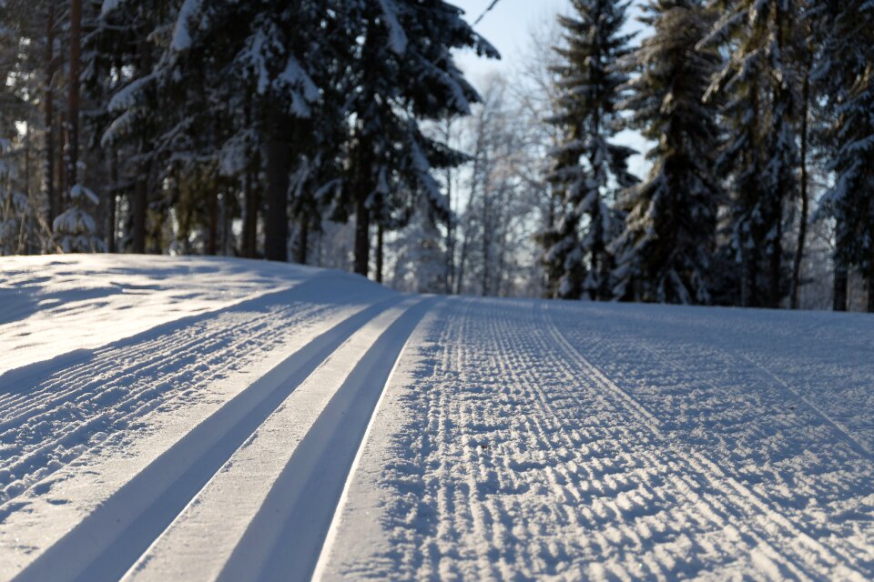 Tree season ski