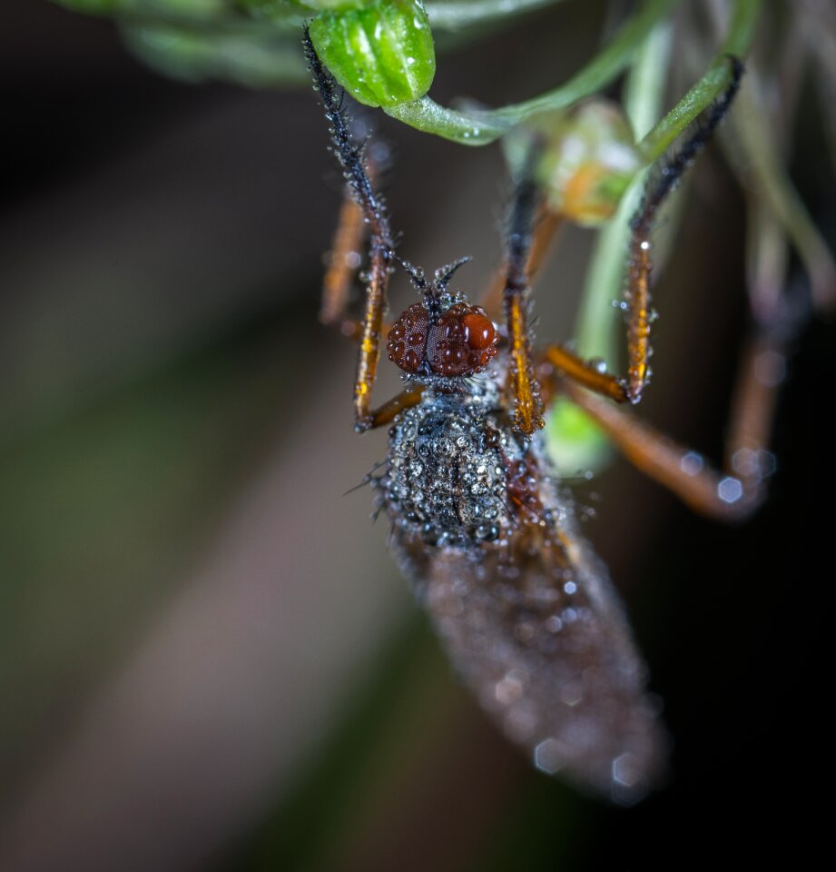 Living nature fly drops