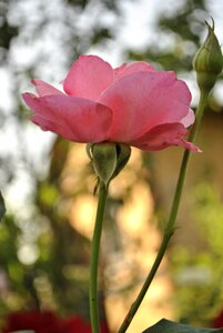 Bud roses beautiful flower photo