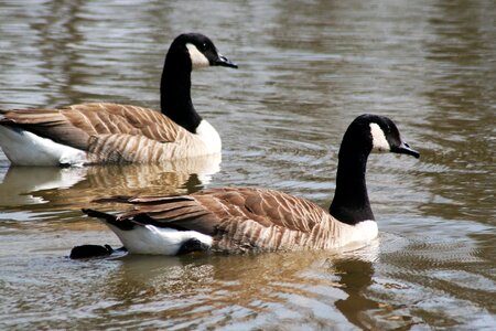 Geese bird water