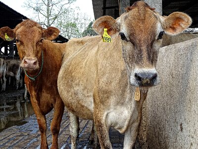 Lactation look dairy cattle