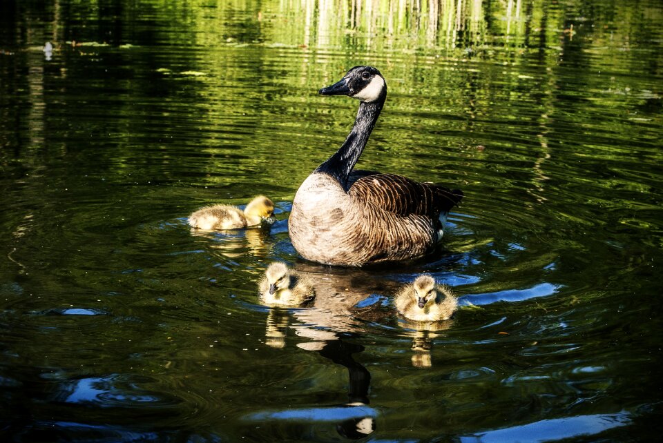 Reflection goose canada goose