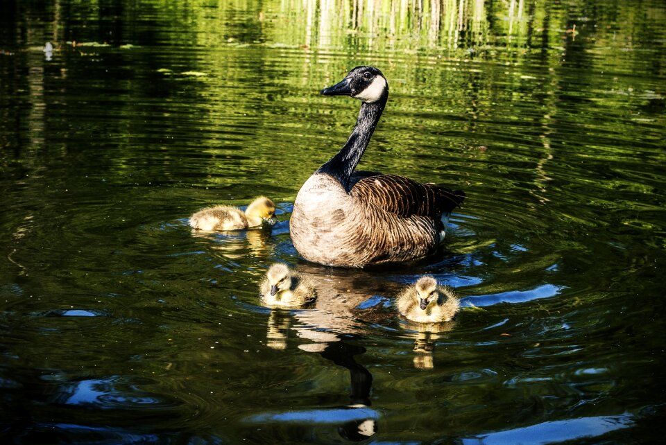 Reflection goose canada goose photo