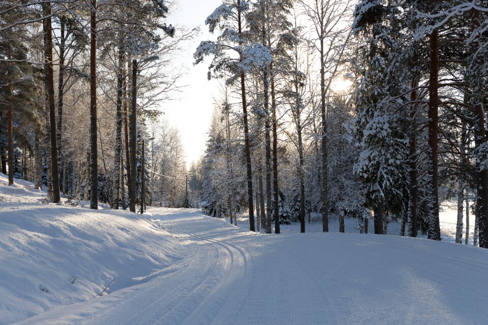 Cold wood ski photo