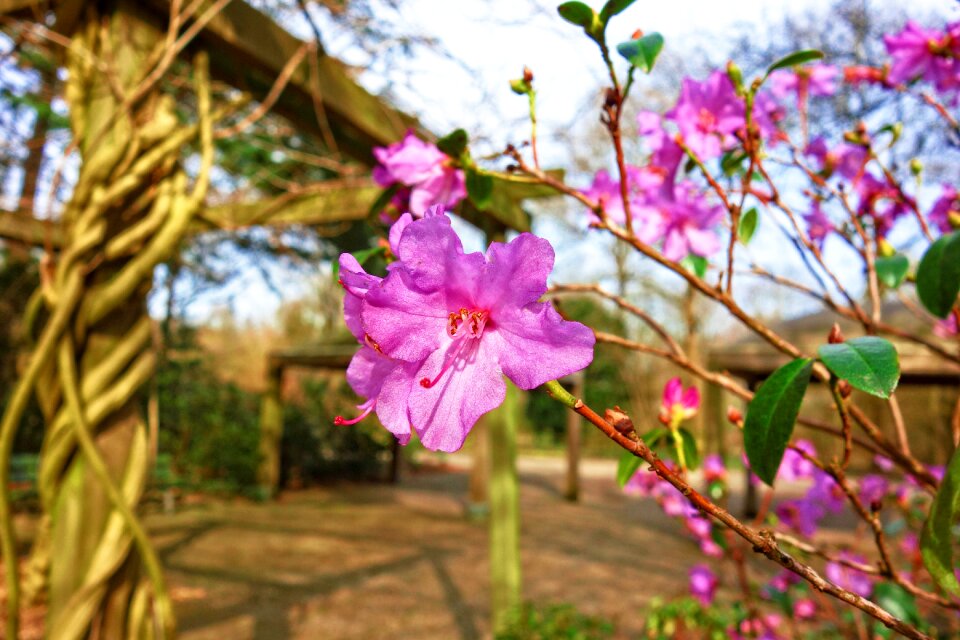 Shrub rhododendron petal