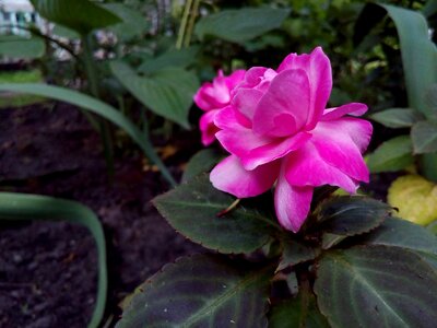 Flower bed petals gardenia