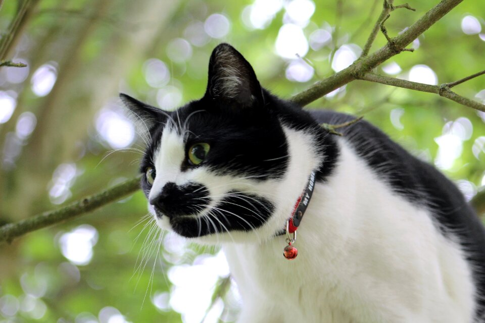 Cat animal hunting
