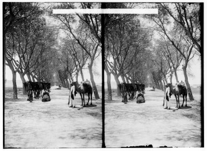 Egyptian views; The pyramids of Gizeh. Road leading to the pyramids of Gizeh LOC matpc.01491