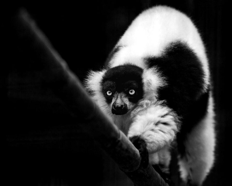 Monochrome animal wildlife
