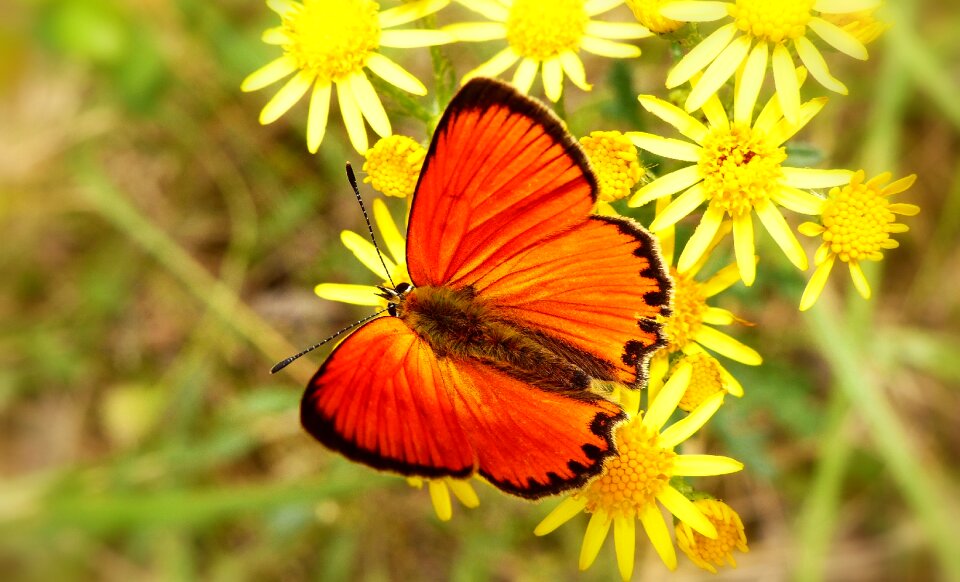 Summer flower animals
