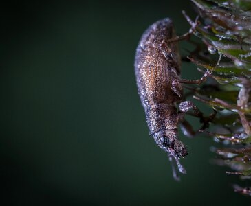 Living nature animals beetle