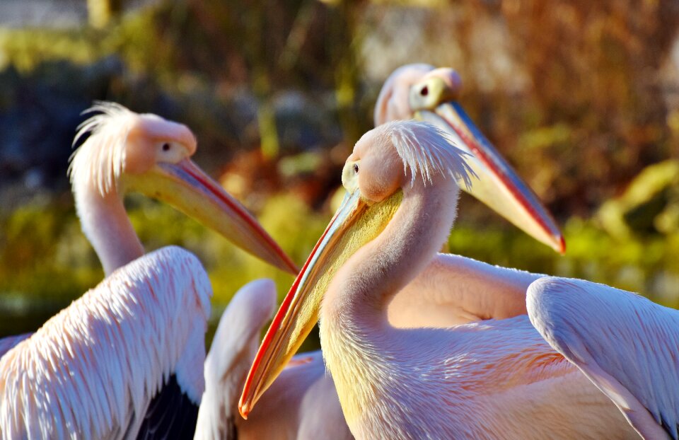 Bill bird animal