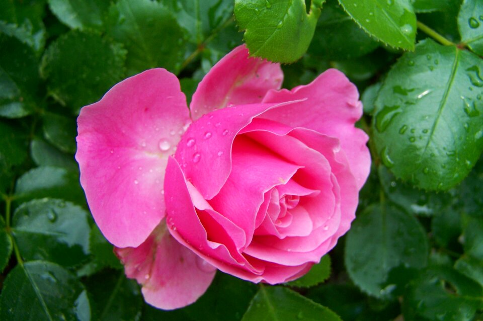 Rose pink flower summer flower