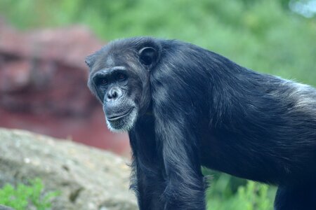 Monkey old africa