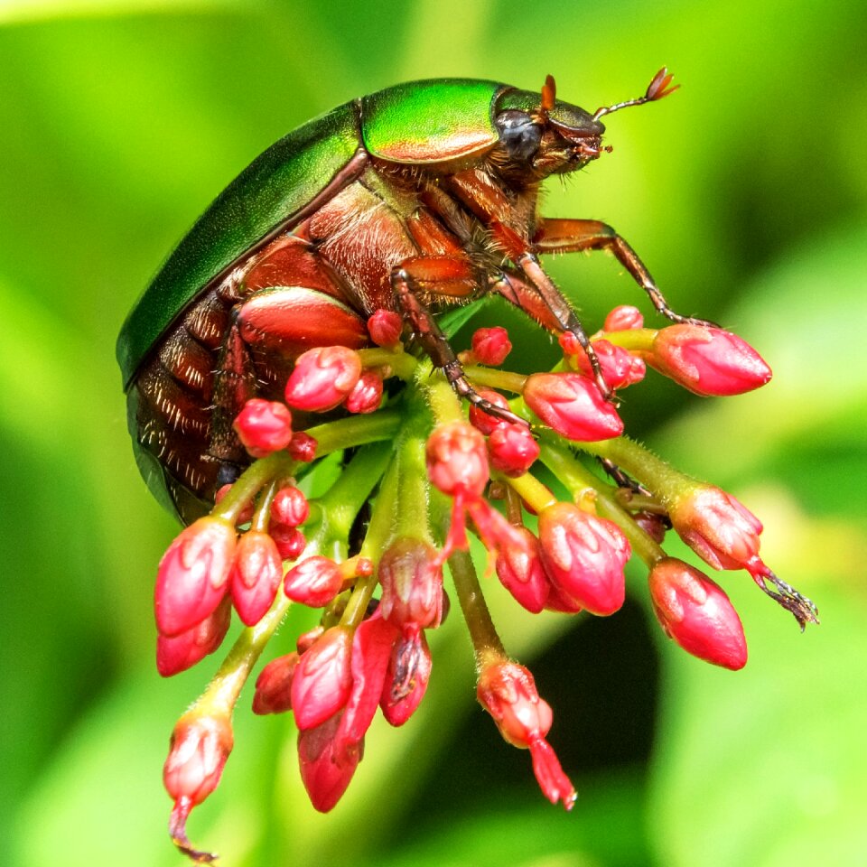 Nature beetle wildlife