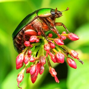 Nature beetle wildlife photo
