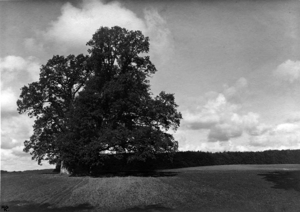 Eiche auf einem Feld bei Altenhof (Kiel 70.238)