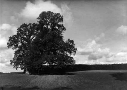 Eiche auf einem Feld bei Altenhof (Kiel 70.238)