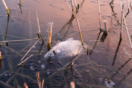 Water winter on ice photo