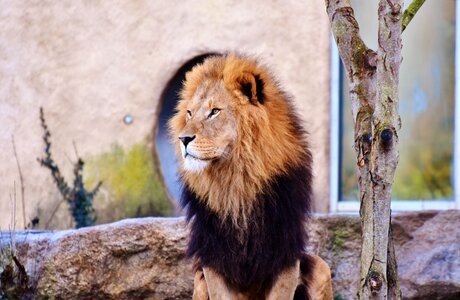 Lion's mane mane cat
