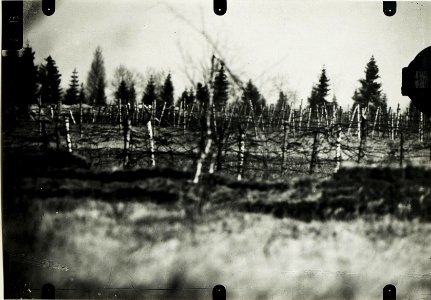 Eigene Feldwachenstellung westlich Dzwiniacz, 30.April 1917. (BildID 15590471)