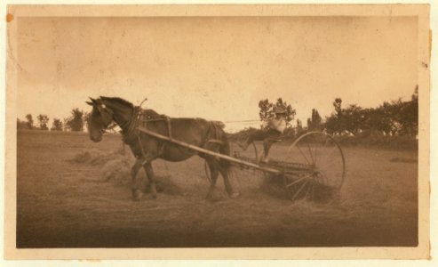 Eight-year old Jack driving horse rake. A small boy has difficulty keeping his seat on rough ground and this work is more or less dangerous. See Hine Report, Rural Child Labor, August, 1915. LOC nclc.00285