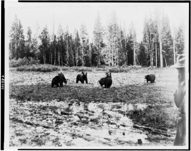 Eight bears near the Lake Hotel, Yellowstone National Park, reached by the Northern Pacific Railway via Gardiner Gateway LCCN90715866