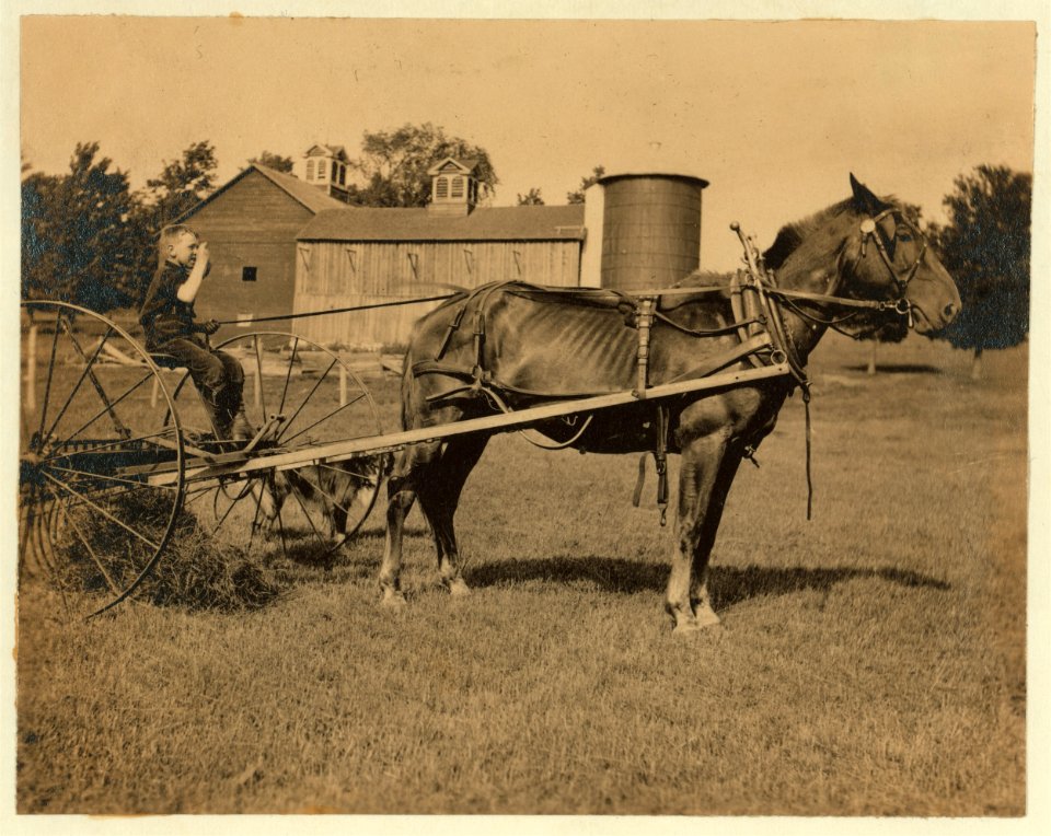 Eight-year old Jack driving horse rake. A small boy has difficulty keeping his seat on rough ground and this work is more or less dangerous. See Hine Report, Rural Child Labor, August, 1915. LOC nclc.00300