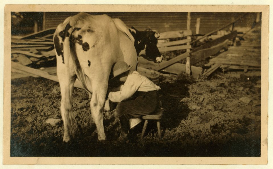 Eight-year old Jack milking the cows. See Hine Report, Rural Child Labor, August 1915. LOC nclc.00291