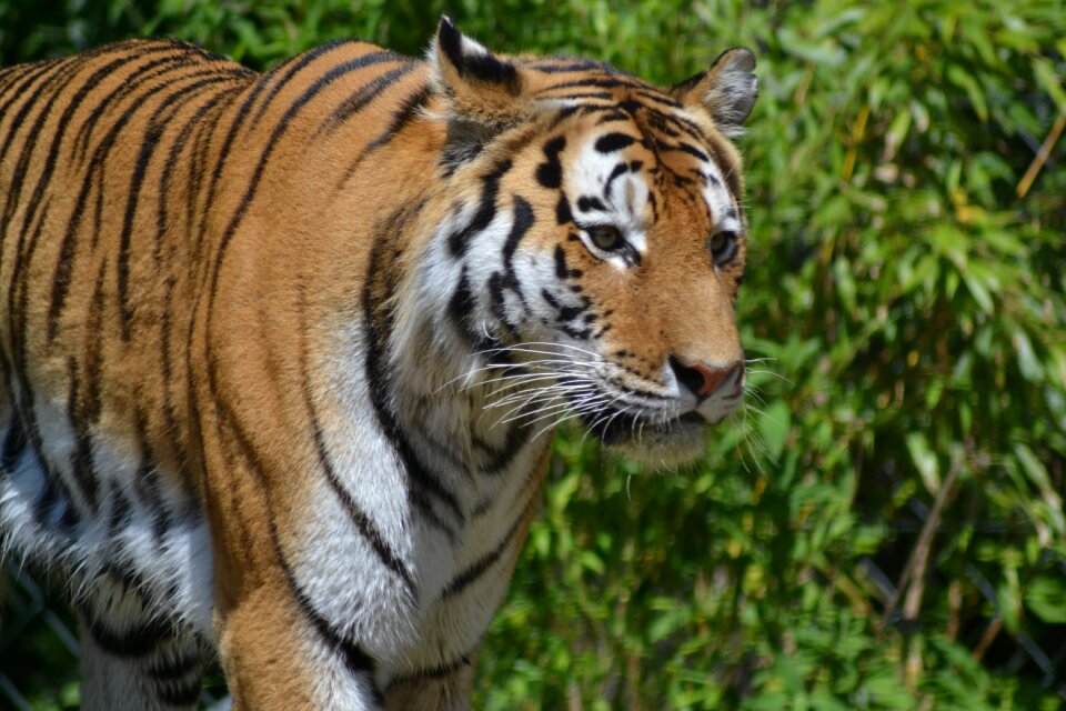 Dangerous predator close up