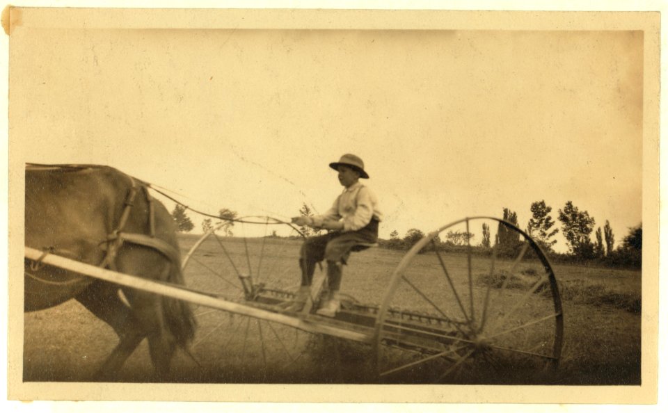 Eight-year old Jack driving horse rake. A small boy has difficulty keeping his seat on rough ground and this work is more or less dangerous. See Hine Report, Rural Child Labor, August 1915. LOC nclc.00295