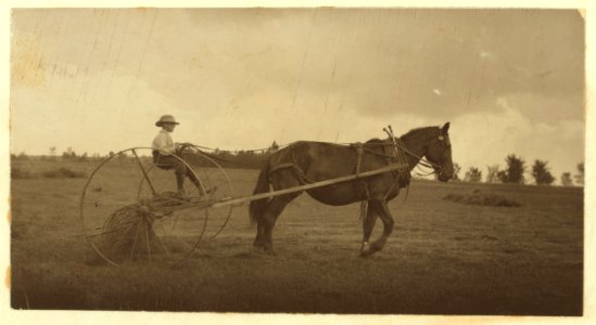 Eight-year old Jack driving horse rake. A small boy has difficulty keeping his seat on rough ground and this work is more or less dangerous. See Hine Report, Rural Child Labor, August, 1915. LOC nclc.00294