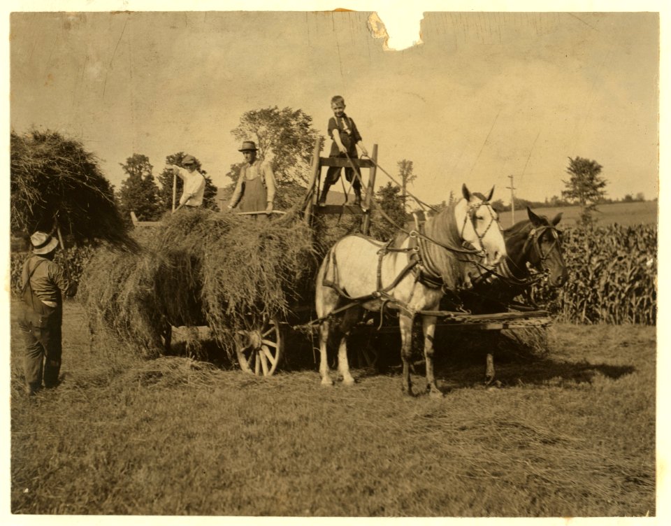Eight-year old Jack driving load of hay. See Hine Report, Rural Child Labor, August, 1915. LOC nclc.00297