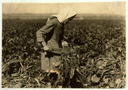Eight-year-old girl (see label 4006). She is very skilful (sic) topping the beets, but this work is very fatigueing (sic) and dangerous for such children. See Hine report for details of the LOC nclc.00330