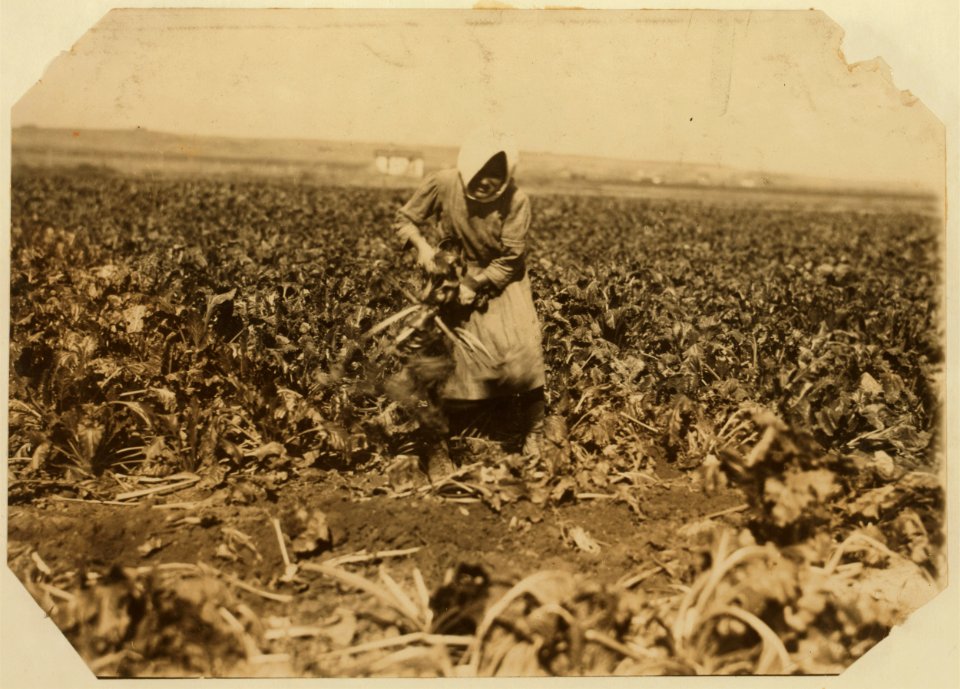 Eight-year-old girl (see label 4006). She is very skilful (sic) topping the beets, but this work is very fatigueing (sic) and dangerous for such children. See Hine report for details of the LOC nclc.00332